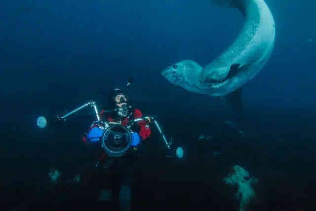 South Georgia Island (Month-Long Expedition) 2026 South Georgia Island (Month-Long Expedition) 2026