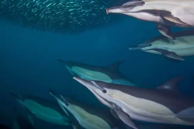 South Africa Sardine Run July 2026 South Africa Sardine Run July 2026